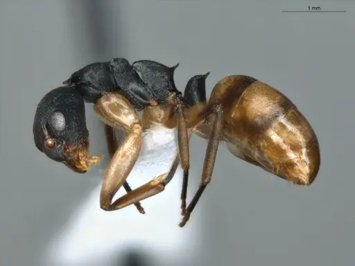 Dolichoderus laminatus - ECOFOG-KR17-0072-09