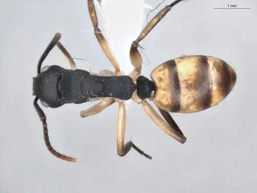 Dolichoderus laminatus - ECOFOG-KR19-0051-03