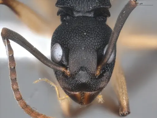 Dolichoderus laminatus - ECOFOG-KR19-0051-03