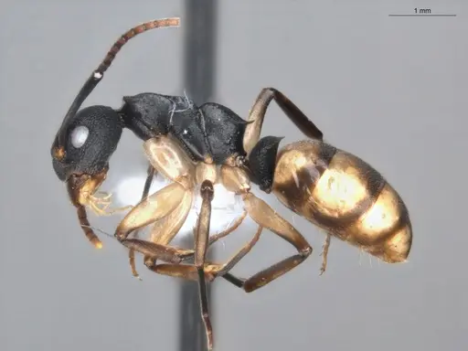 Dolichoderus laminatus - ECOFOG-KR19-0051-03