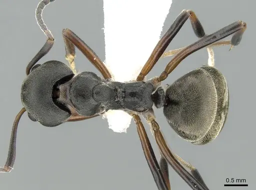 Dolichoderus laotius specimen