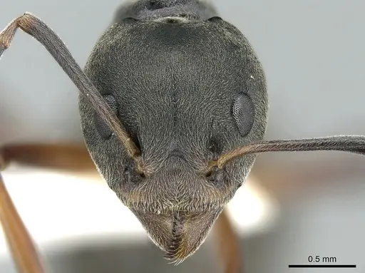 Dolichoderus laotius specimen