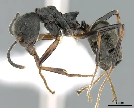 Dolichoderus laotius specimen
