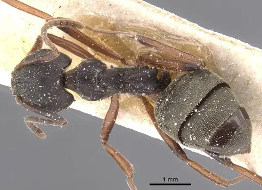 Dolichoderus laotius - CASENT0911507