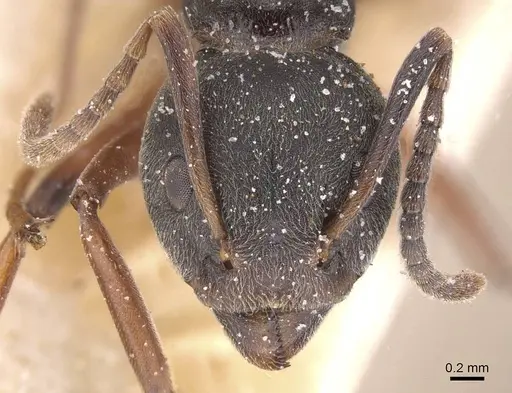 Dolichoderus laotius - CASENT0911507