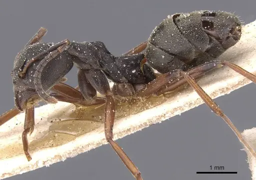 Dolichoderus laotius - CASENT0911507