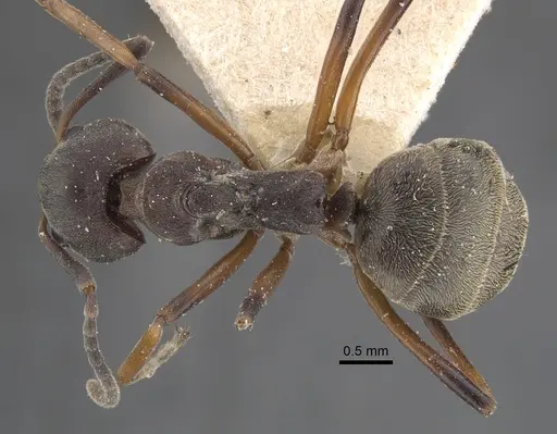 Dolichoderus laotius - CASENT0917845