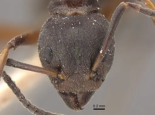 Dolichoderus laotius - CASENT0917845