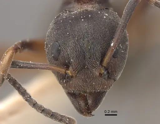 Dolichoderus laotius - CASENT0917845