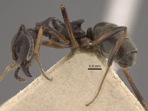 Dolichoderus laotius - CASENT0917845