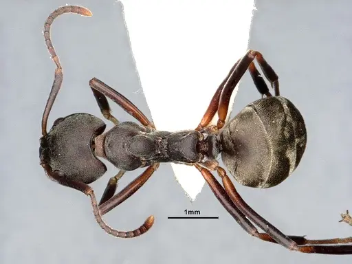 Dolichoderus laotius - SMFHYM0008897