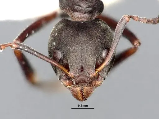 Dolichoderus laotius - SMFHYM0008897