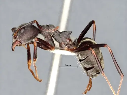 Dolichoderus laotius - SMFHYM0008897