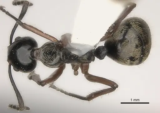 Dolichoderus laurae specimen