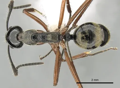 Dolichoderus laurae - CASENT0249668