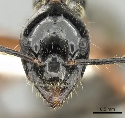 Dolichoderus laurae - CASENT0249668