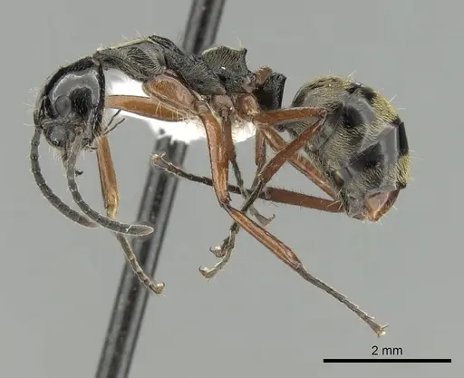 Dolichoderus laurae - CASENT0249668
