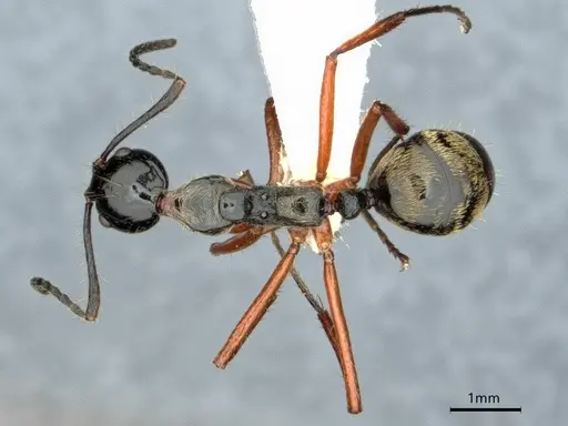 Dolichoderus laurae - CASENT0883445