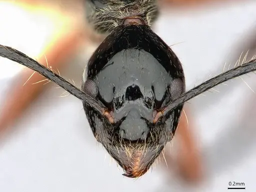 Dolichoderus laurae - CASENT0883445