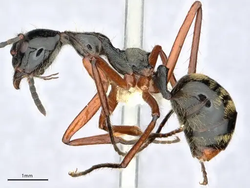 Dolichoderus laurae - CASENT0883445