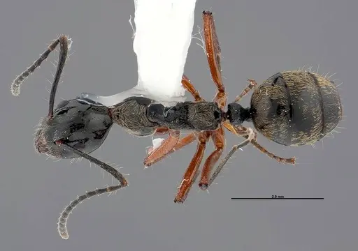 Dolichoderus laurae - FMNHINS0000047308