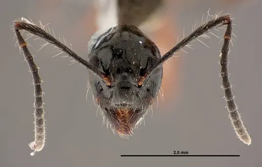 Dolichoderus laurae - FMNHINS0000047308