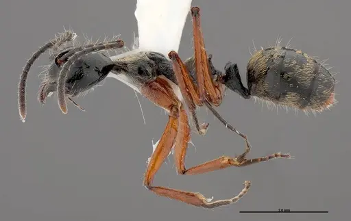 Dolichoderus laurae - FMNHINS0000047308
