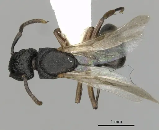 Dolichoderus lobicornis specimen