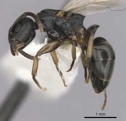 Dolichoderus lobicornis specimen