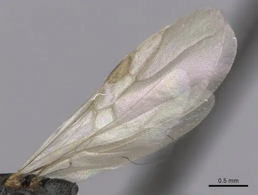 Dolichoderus lobicornis - CASENT0249655