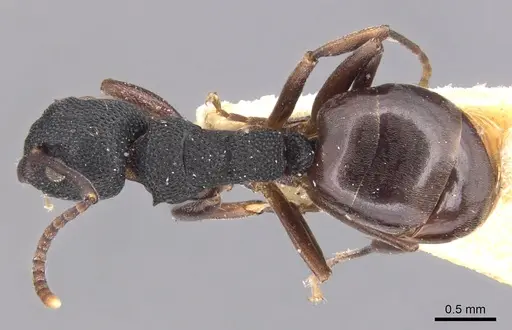 Dolichoderus lobicornis - CASENT0905040