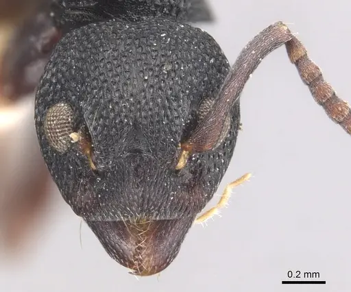 Dolichoderus lobicornis - CASENT0905040