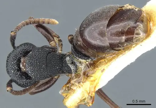 Dolichoderus lobicornis - CASENT0905908