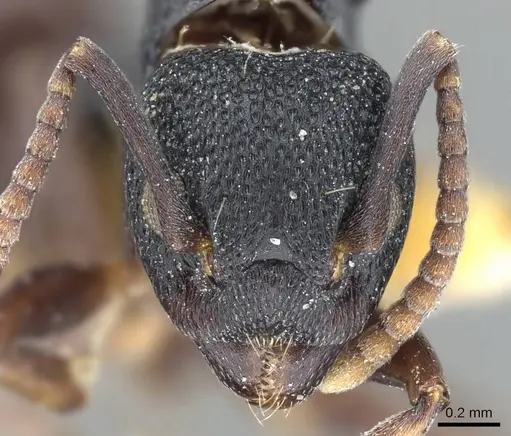 Dolichoderus lobicornis - CASENT0905908