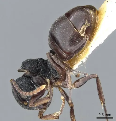 Dolichoderus lobicornis - CASENT0905908