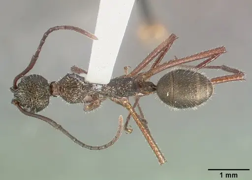 Dolichoderus longicollis specimen