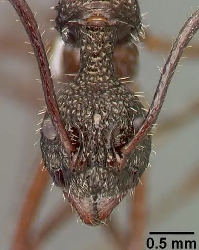 Dolichoderus longicollis specimen