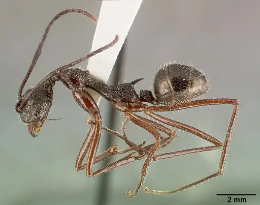 Dolichoderus longicollis specimen