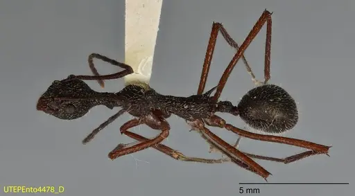 Dolichoderus longicollis - UTEPENTO4478