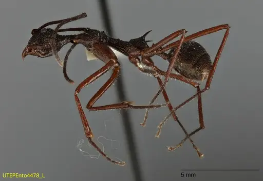 Dolichoderus longicollis - UTEPENTO4478