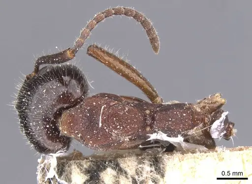 Dolichoderus luederwaldti specimen