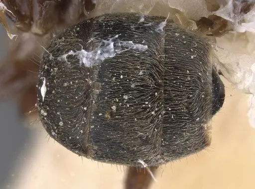 Dolichoderus luederwaldti specimen