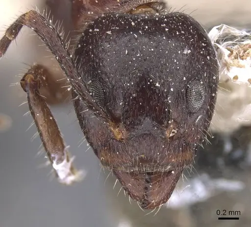 Dolichoderus luederwaldti specimen