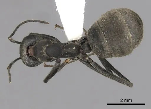 Dolichoderus lugens specimen