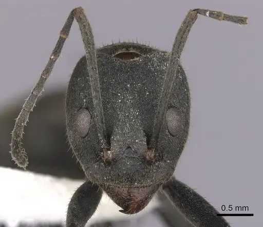 Dolichoderus lugens specimen