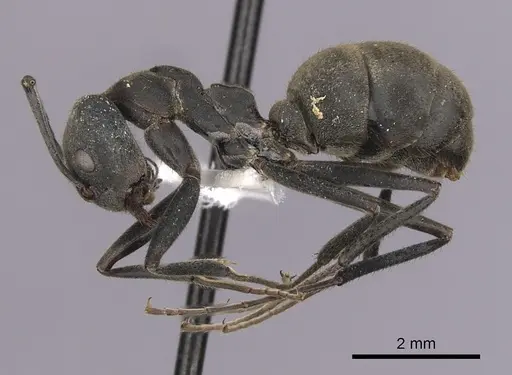 Dolichoderus lugens specimen
