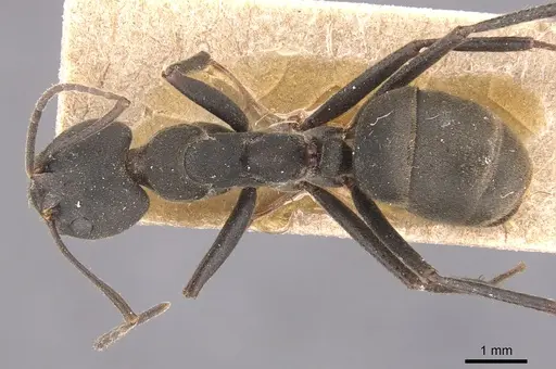 Dolichoderus lugens - CASENT0905032