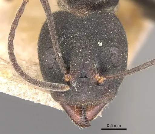 Dolichoderus lugens - CASENT0905032