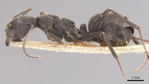 Dolichoderus lugens - CASENT0905032