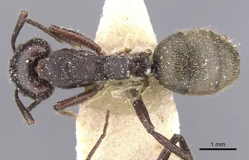 Dolichoderus lujae specimen